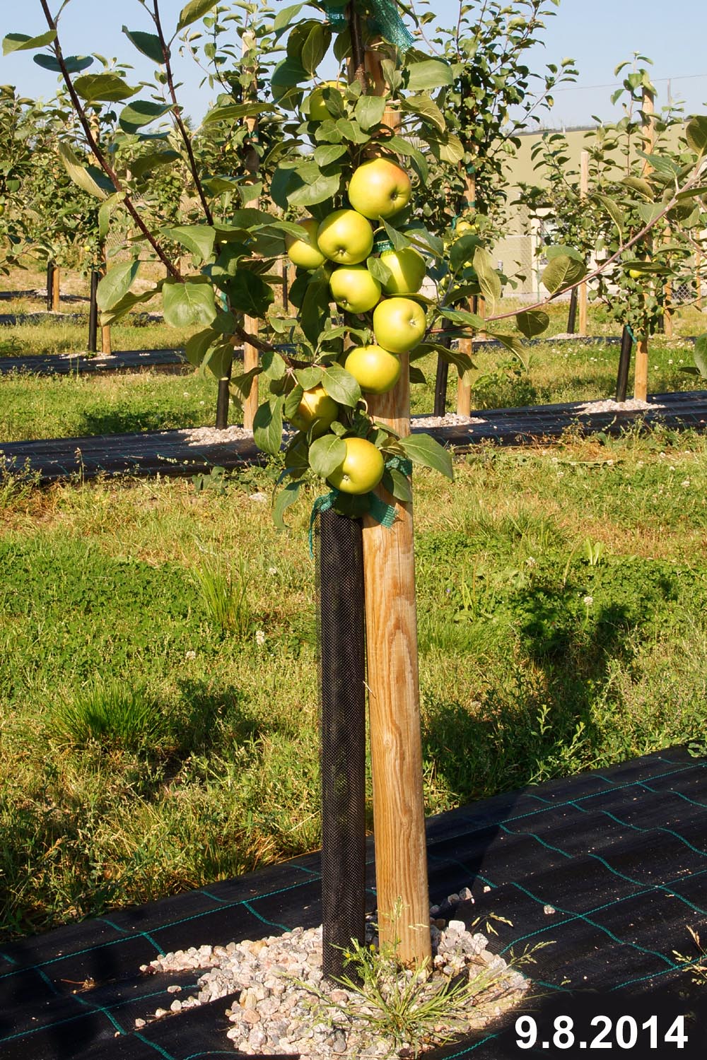 Hillittykasvuinen omenapuu